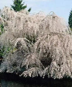 Fast Growing Trees White Weeping Cherry Tree Cherry Blossom Trees