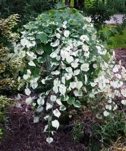 Fast Growing Trees Whitewater Redbud Tree Redbud Trees