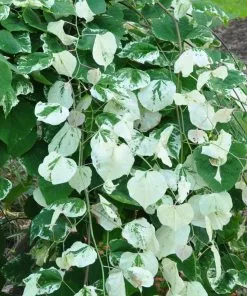 Fast Growing Trees Whitewater Redbud Tree Redbud Trees 8 Fast Growing Trees Whitewater Redbud Tree Redbud Trees