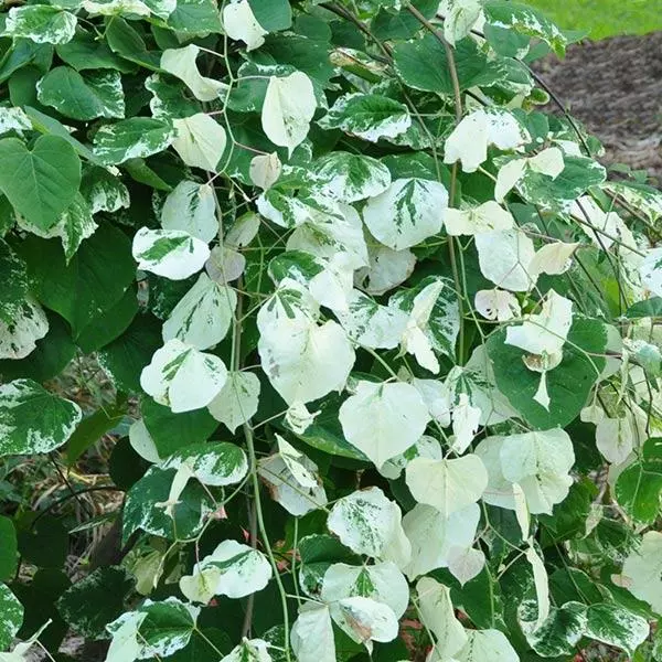 Fast Growing Trees Whitewater Redbud Tree Redbud Trees 3 Fast Growing Trees Whitewater Redbud Tree Redbud Trees