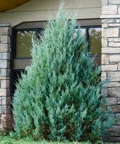 Fast Growing Trees Juniper Trees Juniper 'Wichita Blue' Tree