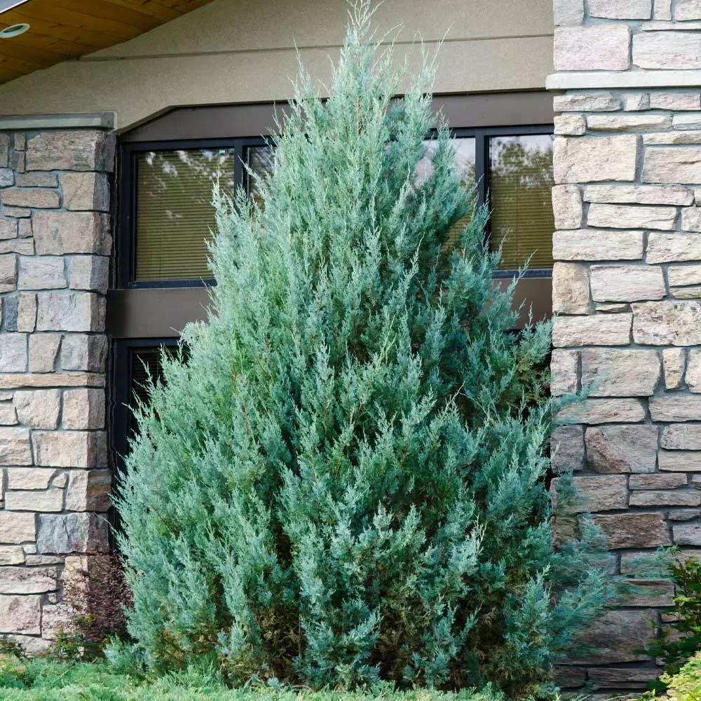 Fast Growing Trees Juniper Trees Juniper 'Wichita Blue' Tree 4 Fast Growing Trees Juniper Trees Juniper 'Wichita Blue' Tree
