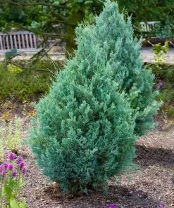 Fast Growing Trees Juniper Trees Juniper 'Wichita Blue' Tree 10 Fast Growing Trees Juniper Trees Juniper 'Wichita Blue' Tree