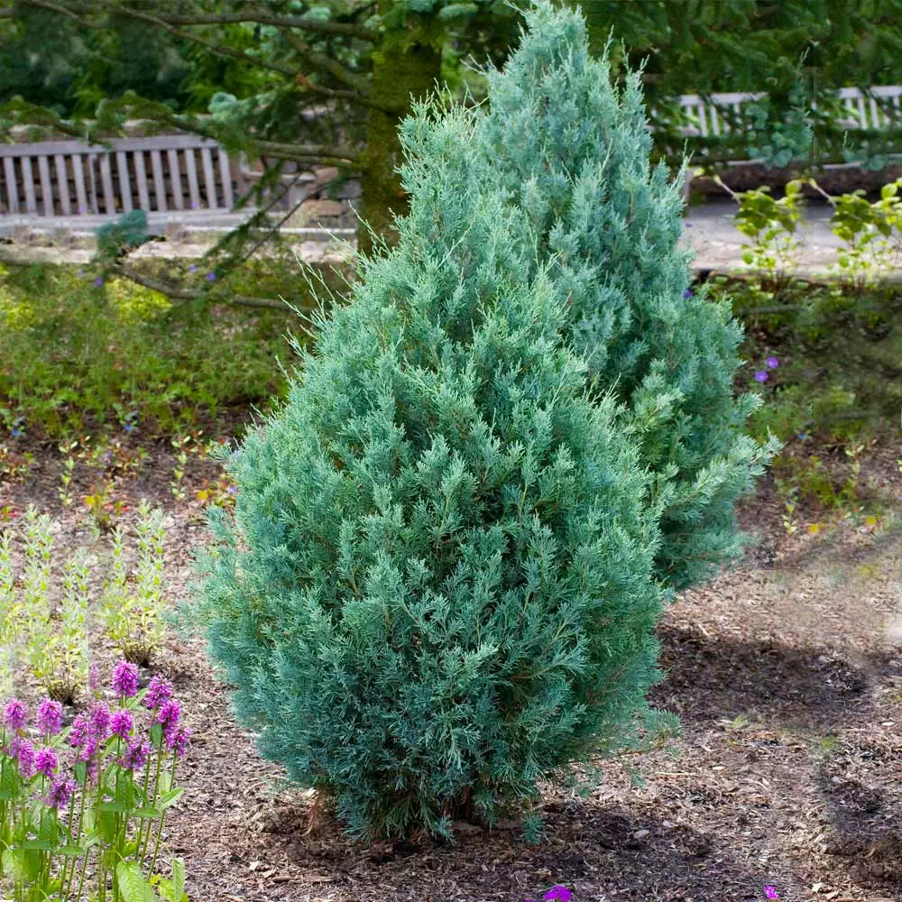 Fast Growing Trees Juniper Trees Juniper 'Wichita Blue' Tree 6 Fast Growing Trees Juniper Trees Juniper 'Wichita Blue' Tree