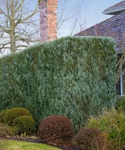 Fast Growing Trees Juniper Trees Juniper 'Wichita Blue' Tree 11 Fast Growing Trees Juniper Trees Juniper 'Wichita Blue' Tree