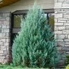 Fast Growing Trees Juniper Trees Juniper 'Wichita Blue' Tree 1 Fast Growing Trees Juniper Trees Juniper 'Wichita Blue' Tree