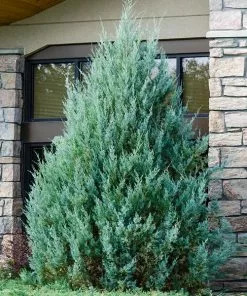 Fast Growing Trees Juniper Trees Juniper 'Wichita Blue' Tree