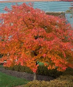 Fast Growing Trees Wildfire Black Gum Tree See All Shade Trees 10 Fast Growing Trees Wildfire Black Gum Tree See All Shade Trees