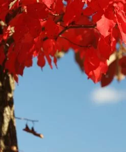Fast Growing Trees Wildfire Black Gum Tree See All Shade Trees 11 Fast Growing Trees Wildfire Black Gum Tree See All Shade Trees