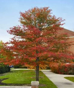 Fast Growing Trees Wildfire Black Gum Tree See All Shade Trees