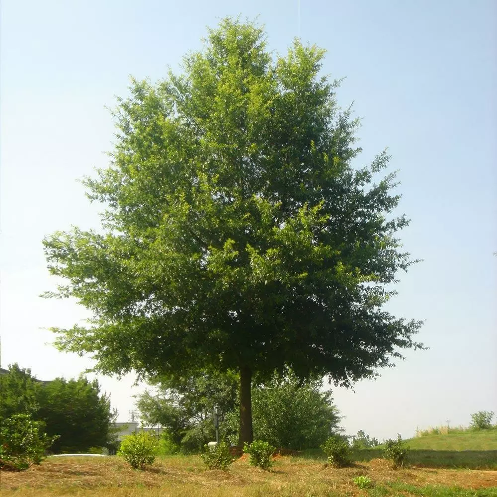 Fast Growing Trees Willow Oak Tree 4 Fast Growing Trees Willow Oak Tree