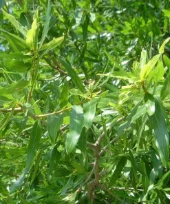 Fast Growing Trees Willow Oak Tree 8 Fast Growing Trees Willow Oak Tree