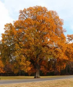 Fast Growing Trees Willow Oak Tree 9 Fast Growing Trees Willow Oak Tree