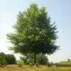 Fast Growing Trees Willow Oak Tree 2 Fast Growing Trees Willow Oak Tree