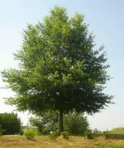 Fast Growing Trees Willow Oak Tree