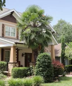 Fast Growing Trees Windmill Palm Tree