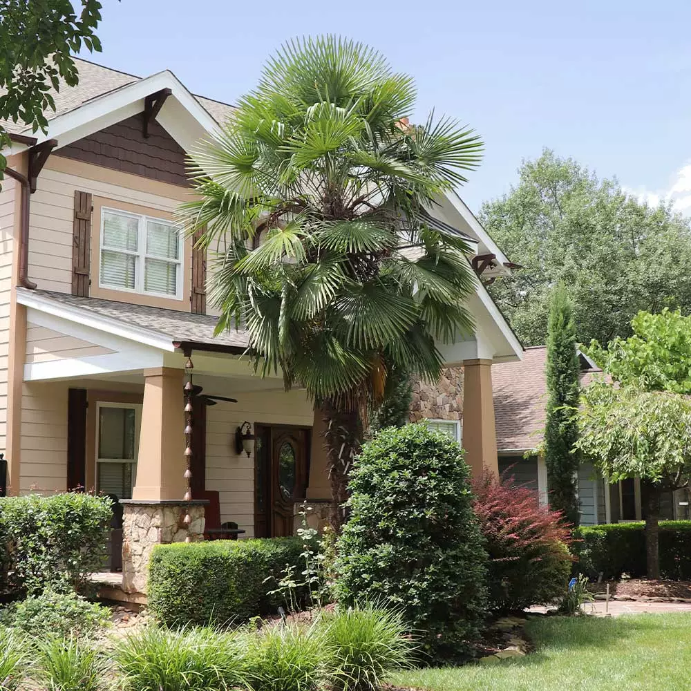 Fast Growing Trees Windmill Palm Tree 4 Fast Growing Trees Windmill Palm Tree