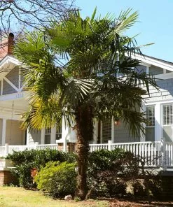 Fast Growing Trees Windmill Palm Tree 12 Fast Growing Trees Windmill Palm Tree