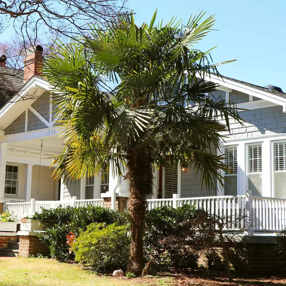 Fast Growing Trees Windmill Palm Tree 6 Fast Growing Trees Windmill Palm Tree