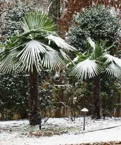 Fast Growing Trees Windmill Palm Tree 14 Fast Growing Trees Windmill Palm Tree