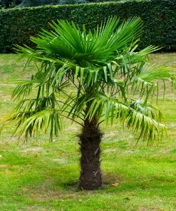 Fast Growing Trees Windmill Palm Tree 13 Fast Growing Trees Windmill Palm Tree