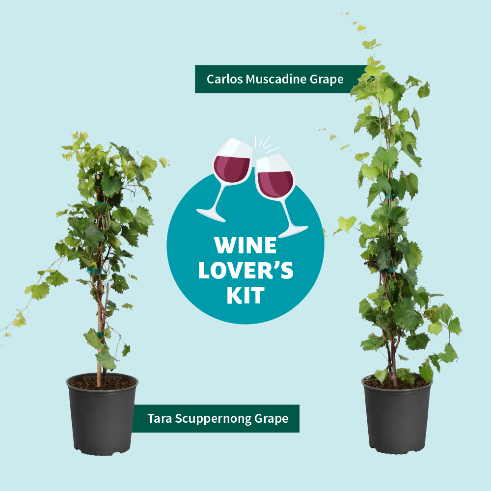 Fast Growing Trees Wine Lover's Kit 5 Fast Growing Trees Wine Lover's Kit