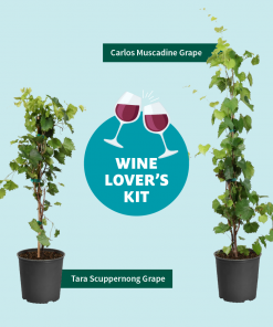 Fast Growing Trees Carlos Muscadine Grape Grape Vines 13 Fast Growing Trees Carlos Muscadine Grape Grape Vines