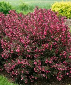 Fast Growing Trees Wine & Roses® Weigela Shrub 9 Fast Growing Trees Wine & Roses® Weigela Shrub