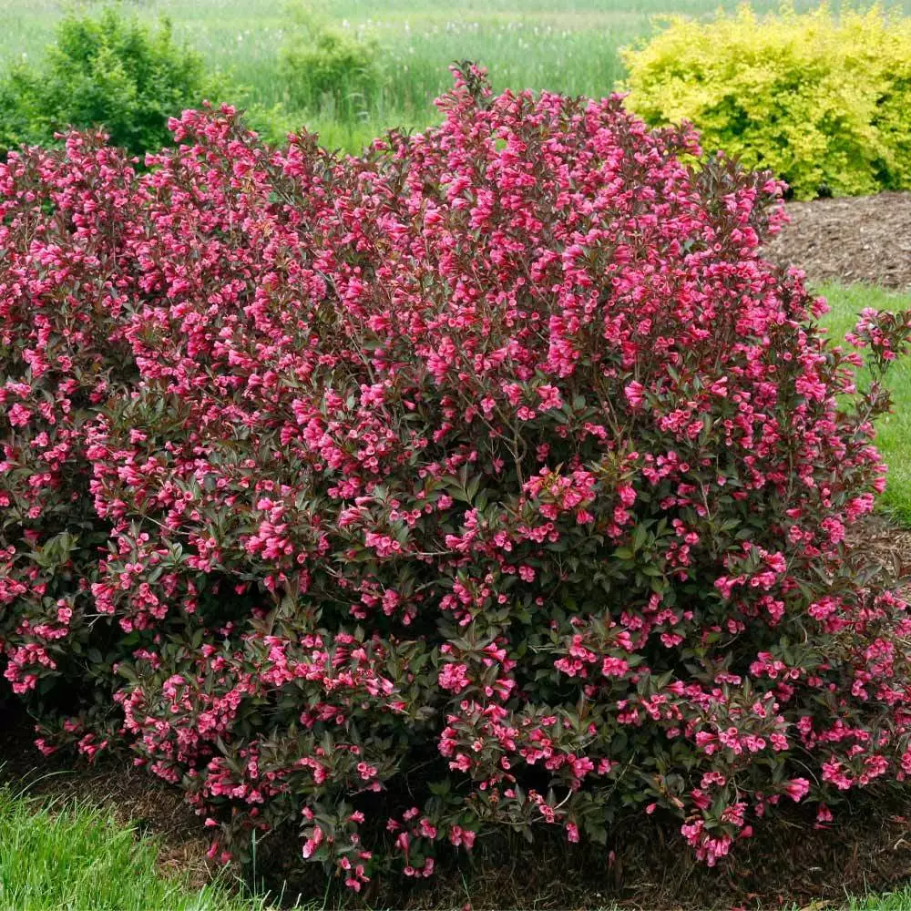 Fast Growing Trees Wine & Roses® Weigela Shrub 5 Fast Growing Trees Wine & Roses® Weigela Shrub