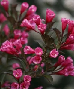 Fast Growing Trees Wine & Roses® Weigela Shrub 10 Fast Growing Trees Wine & Roses® Weigela Shrub