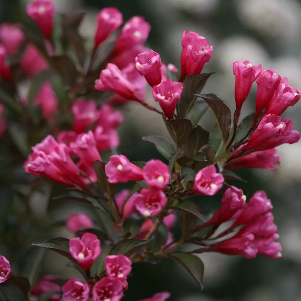 Fast Growing Trees Wine & Roses® Weigela Shrub 6 Fast Growing Trees Wine & Roses® Weigela Shrub