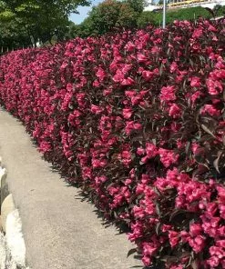 Fast Growing Trees Wine & Roses® Weigela Shrub