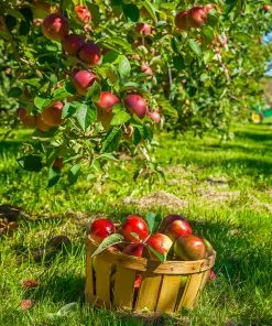 Fast Growing Trees Winesap Apple Tree Apple Trees 8 Fast Growing Trees Winesap Apple Tree Apple Trees