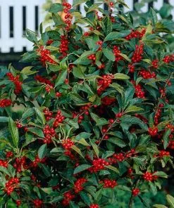 Fast Growing Trees Winter Red Winterberry Holly Shrub