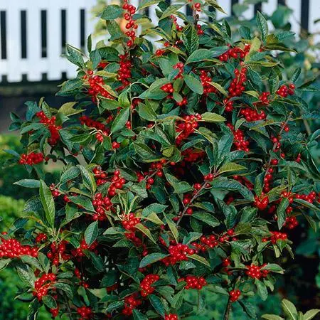 Fast Growing Trees Winter Red Winterberry Holly Shrub 4 Fast Growing Trees Winter Red Winterberry Holly Shrub