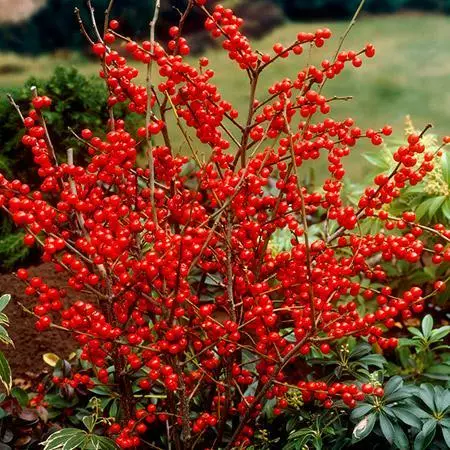 Fast Growing Trees Winter Red Winterberry Holly Shrub 5 Fast Growing Trees Winter Red Winterberry Holly Shrub