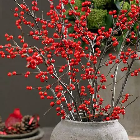 Fast Growing Trees Winter Red Winterberry Holly Shrub 6 Fast Growing Trees Winter Red Winterberry Holly Shrub