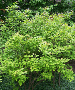 Fast Growing Trees Apollo Winterberry Holly Shrub