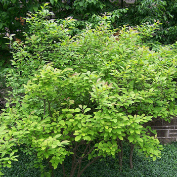 Fast Growing Trees Apollo Winterberry Holly Shrub 3 Fast Growing Trees Apollo Winterberry Holly Shrub