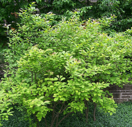Fast Growing Trees Apollo Winterberry Holly Shrub 4 Fast Growing Trees Apollo Winterberry Holly Shrub