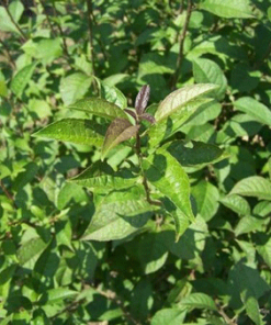Fast Growing Trees Apollo Winterberry Holly Shrub 7 Fast Growing Trees Apollo Winterberry Holly Shrub