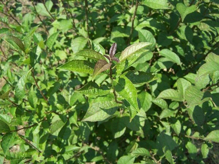 Fast Growing Trees Apollo Winterberry Holly Shrub 5 Fast Growing Trees Apollo Winterberry Holly Shrub