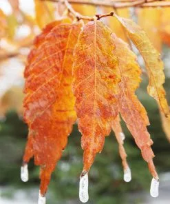 Fast Growing Trees Wireless® Zelkova Tree 9 Fast Growing Trees Wireless® Zelkova Tree