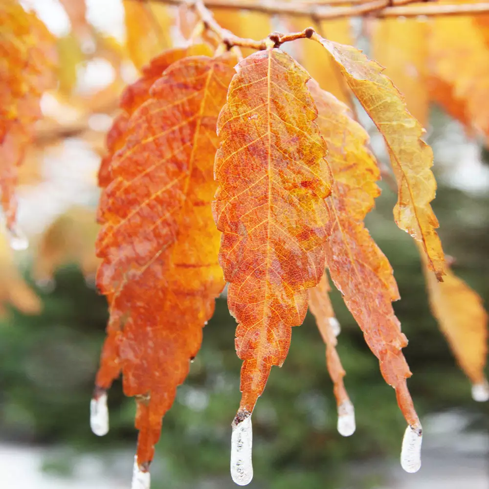 Fast Growing Trees Wireless® Zelkova Tree 5 Fast Growing Trees Wireless® Zelkova Tree