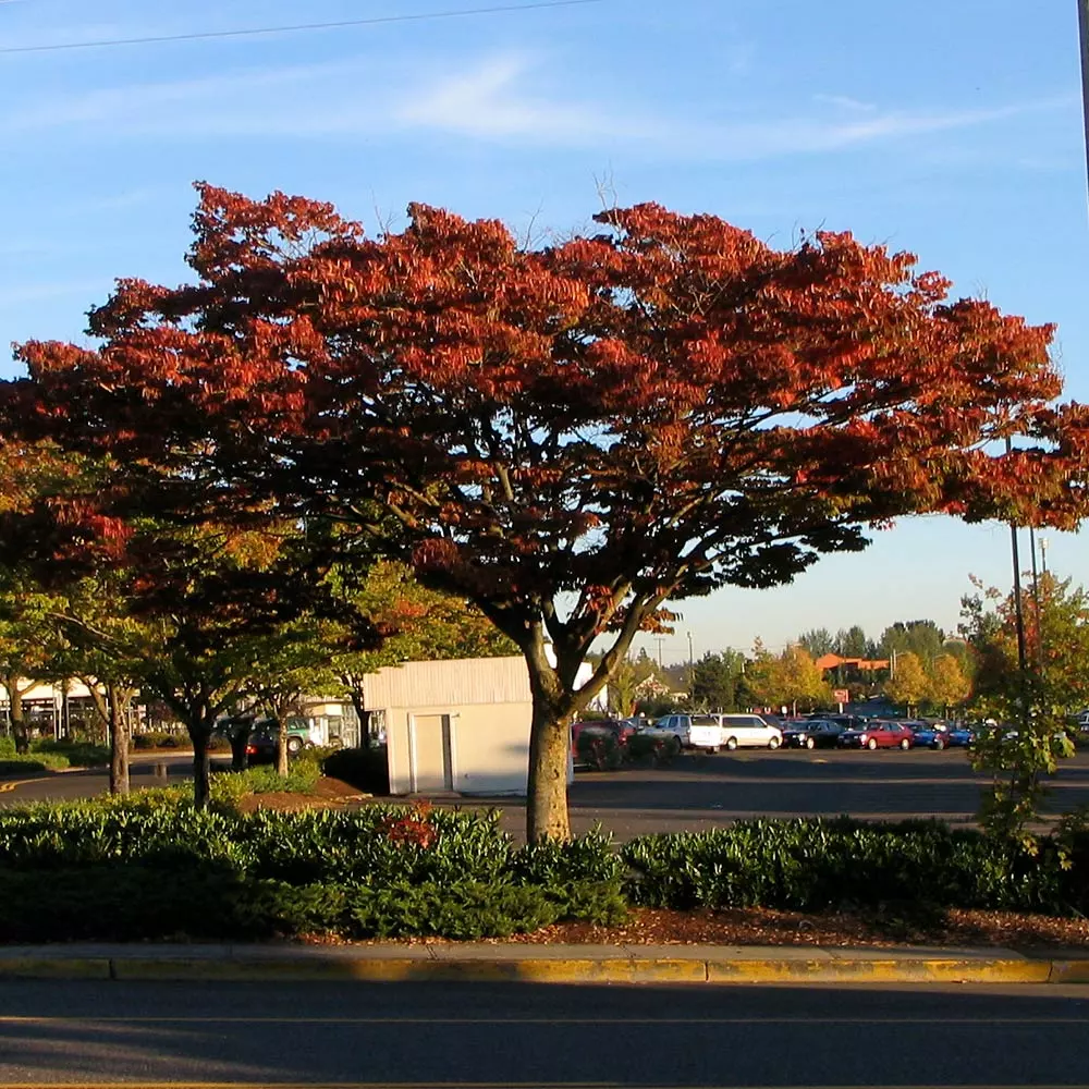 Fast Growing Trees Wireless® Zelkova Tree 6 Fast Growing Trees Wireless® Zelkova Tree