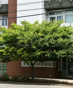 Fast Growing Trees Wireless® Zelkova Tree 11 Fast Growing Trees Wireless® Zelkova Tree