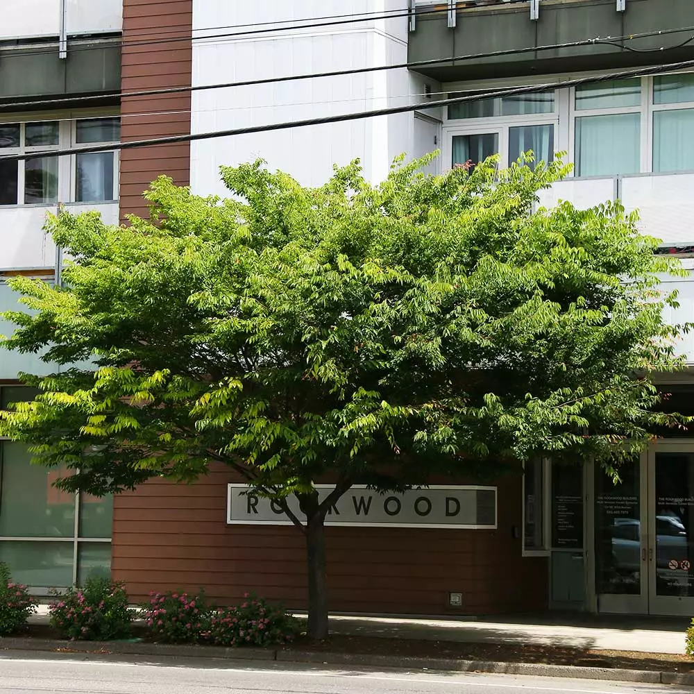 Fast Growing Trees Wireless® Zelkova Tree 7 Fast Growing Trees Wireless® Zelkova Tree