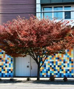 Fast Growing Trees Wireless® Zelkova Tree