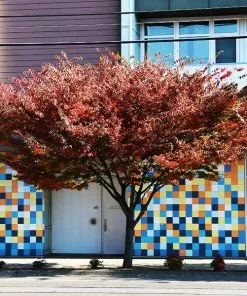 Fast Growing Trees Wireless® Zelkova Tree