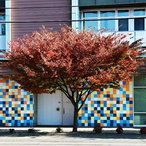 Fast Growing Trees Wireless® Zelkova Tree 3 Fast Growing Trees Wireless® Zelkova Tree